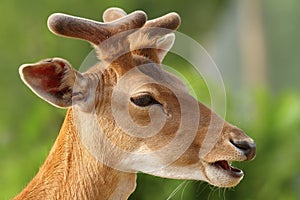 Young fallow deer buck portrait