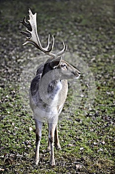 Young fallow deer Cervus dama