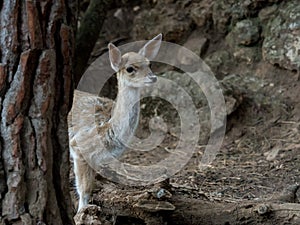 Young fallow deer Cervus dama behind a tree