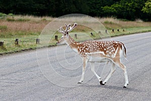 Fallow Deer in Richmond Royal Park