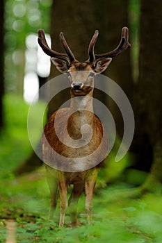 Young Fallow Deer (Dama dama) photo