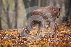 Young fallow deer feeding in forest in autumn nature.