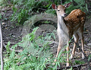 Young Fallow deer - female