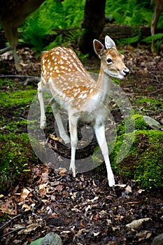 Young Fallow Deer in the Forest