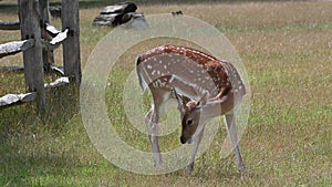 Young fallow deer grazing