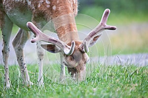 Young fallow deer grazing, close up