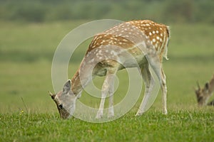 Young Fallow deer grazing on grass