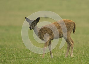 Young Fallow deer grazing on grass