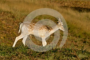 Young Fallow deer grazing on grass