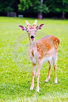 Young fallow deer