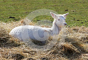 Young Fallow Deer in Hay