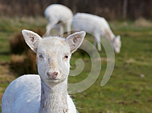 Young Fallow Deer Head