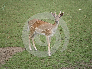 Young fallow deer male