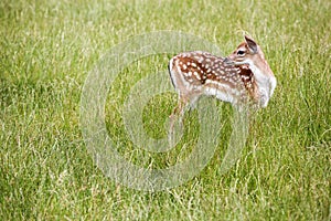 Young fallow deer in the nature