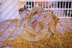 Young fallow deer reaching and scratching its back