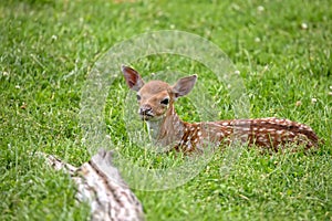 Young Fallow deer resting in a clearing