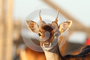 Young fallow deer stag close up