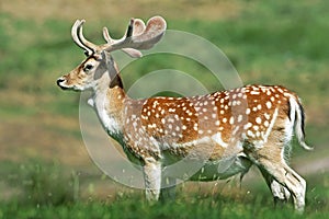 A young Fallow Deer Stag (Dama dama).