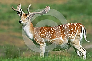 A young Fallow Deer Stag (Dama dama).