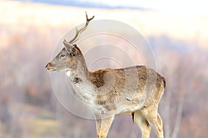 Young fallow deer stag