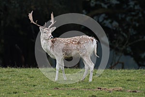 Young fallow deer stag