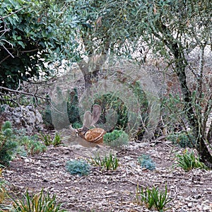 A young Fallow Deer Stag