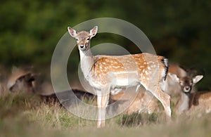 Young fallow deer standing in the meadow