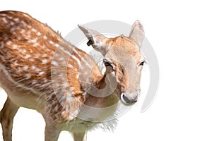 Young fallow deer on white background,