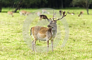 Young fallow deers