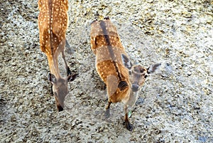 Young fallow deers