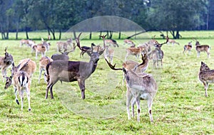 Young fallow deers