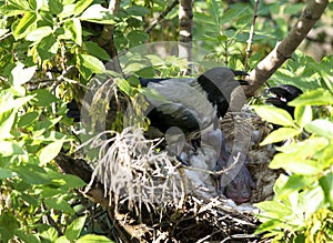 A young family of crows guards their chick in the nest