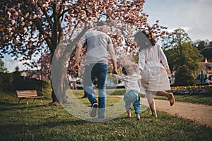 A young family walks in the park with blooming sakura.