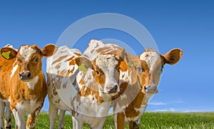 Young  farm animals calf livestock