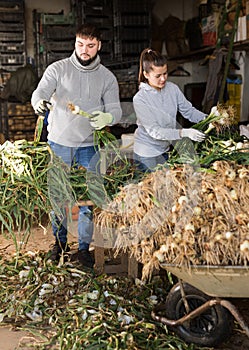 Young farm workers sorting green spring onions