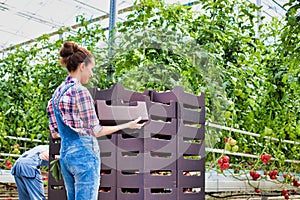 Young farmer arranging crates in greenhouse