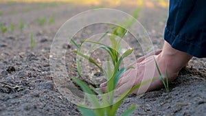 A young farmer in a blue robe is planting a small green sprout, on a field in nature. Concept: clean air, bio, agriculture, freedo