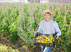 Young farmer with box of picked green tomatoes in garden