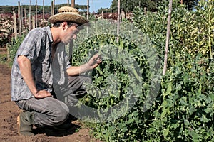 Young farmer checking peas
