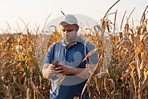 Young farmer in corn fields