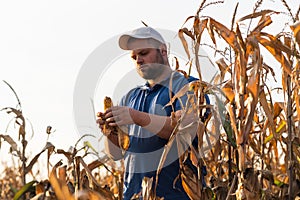 Young farmer in corn fields