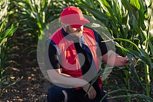 Young farmer in corn fields