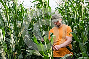 Young farmer in corn fields