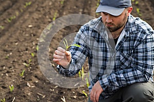 Young farmer in corn fields