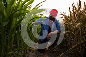 Young farmer in corn fields