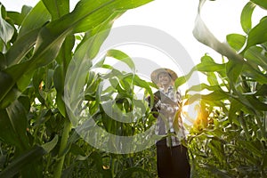 Young farmer in corn fields