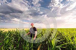 Young farmer in corn fields