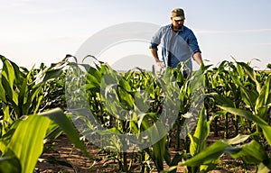 Young farmer in corn fields
