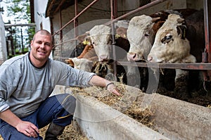 Young farmer crouching in front of dairy cows feeding them hay outdoors