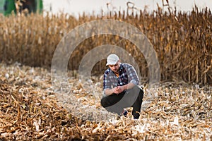 Young farmer examine corn in corn field during harvest